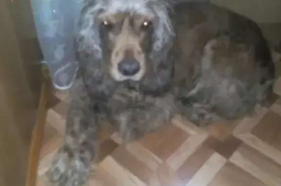 Найдена собака на Жукова в Старом Осколе