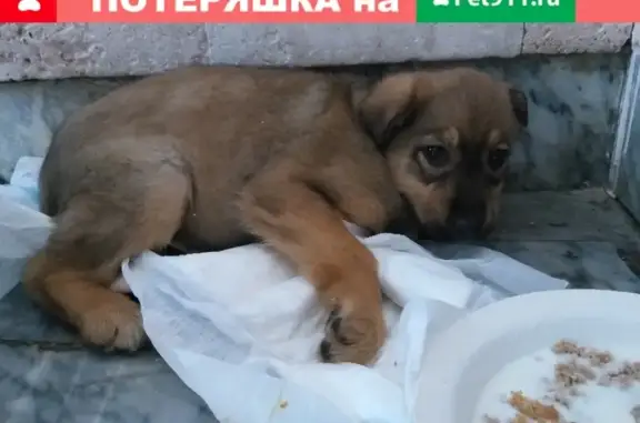 Найден щенок на перекрестке Фрунзе и 2 Ленинского переулка в Болхове