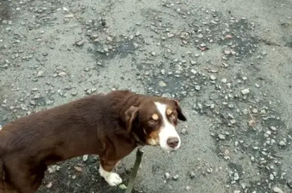 Пропала собака Буч в Отрадном, вознаграждение