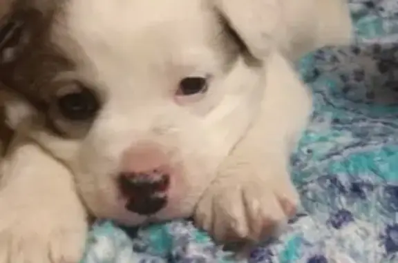 Собаки потеряшки, Липецк, фото: Потеряшка собака в районе Сокола, Липецк, щенок (девочка)