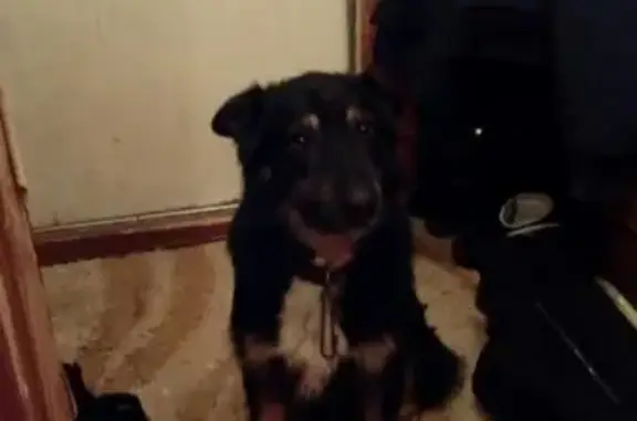 Пропала собака Джек в п.Тихменева, Рыбинск