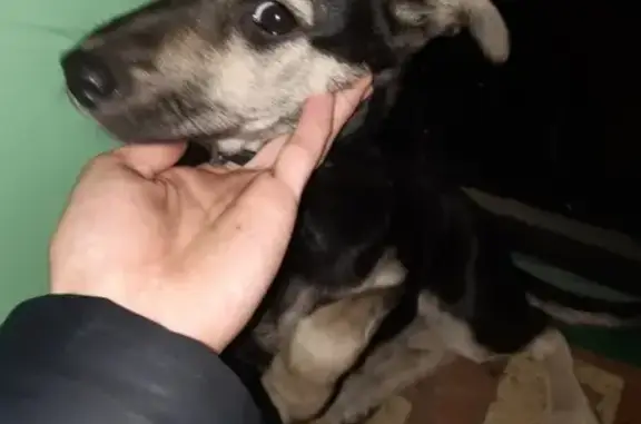 Найдена собака на ул. Комарова, с ошейником от блох