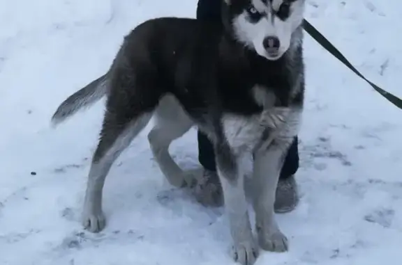 Пропала собака хаски в Рубцовске, Алтайский край