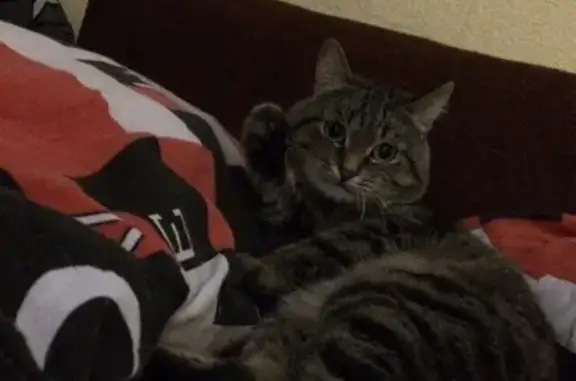 Кошки потеряшки, деревня Сугат, фото: Потеряшка кот в деревне Сугат, Свердловская область