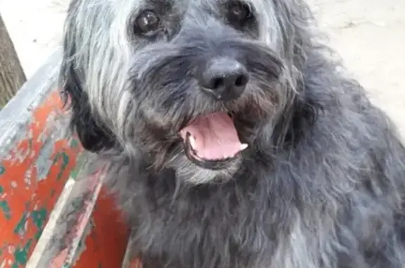 Пропала собака Тоби в Климовске, помогите найти!