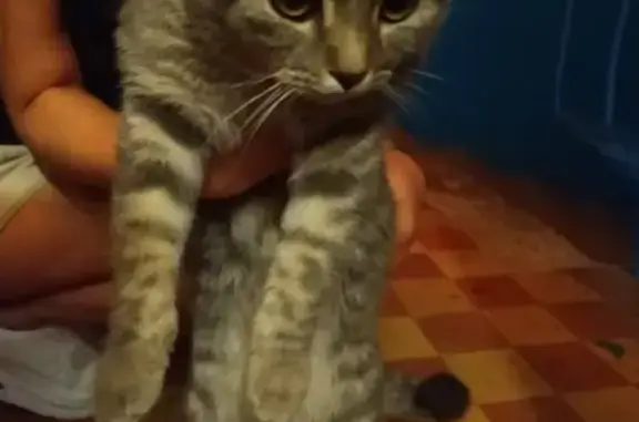 Найдена кошка в Альметьевске