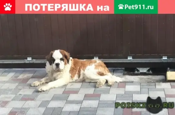 Пропала собака в Гайдуке, кличка Топочка