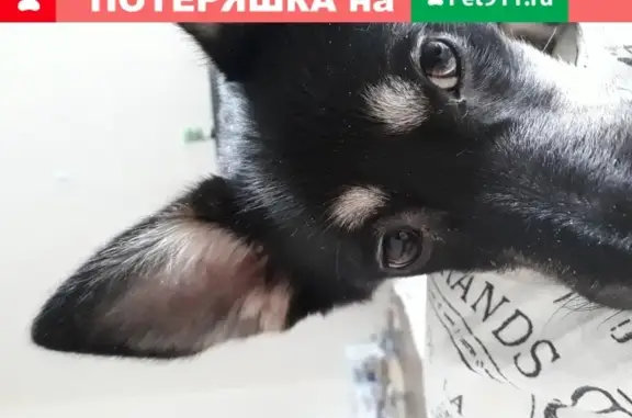 Пропала черно-белая собака в Румянцево, Московская обл.