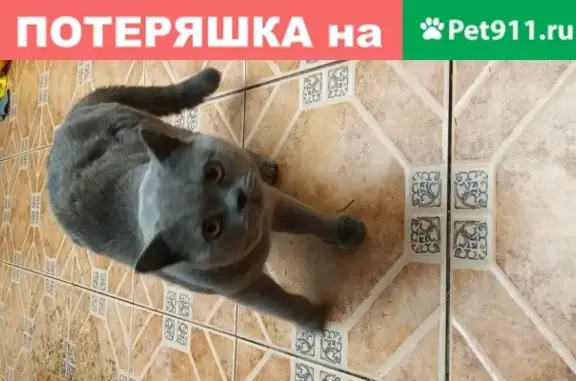 Найден британский кот в Пушкино