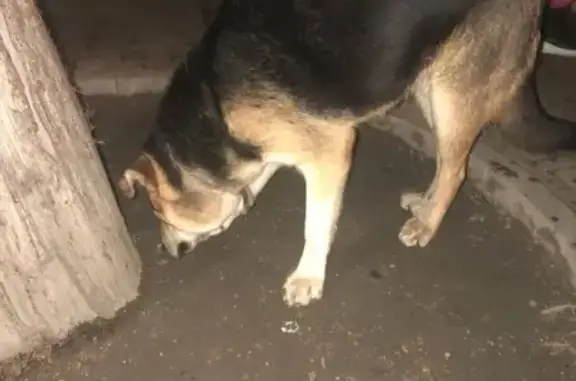 Собака с чипом и ошейником найдена возле кафе 