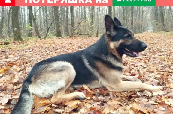 Пропала собака Немецкая овчарка в Воронеже, микрорайон Подгорное, улица Десантников, 12В