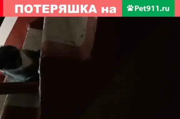 Найден домашний котик на ул. Пуркаева