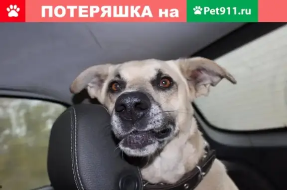 Пропала собака в Щекино, Тульская обл.