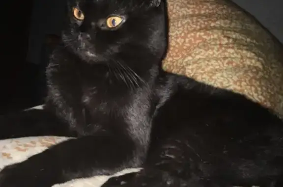 Пропала взрослая черная кошка в Анапе, 12-й микрорайон, дом 17