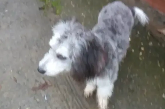 Собака найдена в Сочи, Краснодарский край