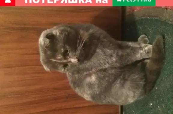 Найдена вислоухая кошка на Коммунистической, Калининград