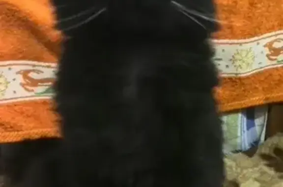 Кошки потеряшки, Коломна, фото: Потеряшка кот в Коломне, р-н Гелиоса