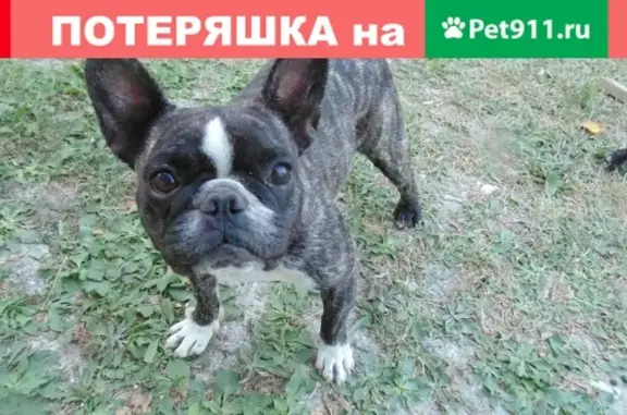 Пропала собака в Геленджике на ул. Луначарского