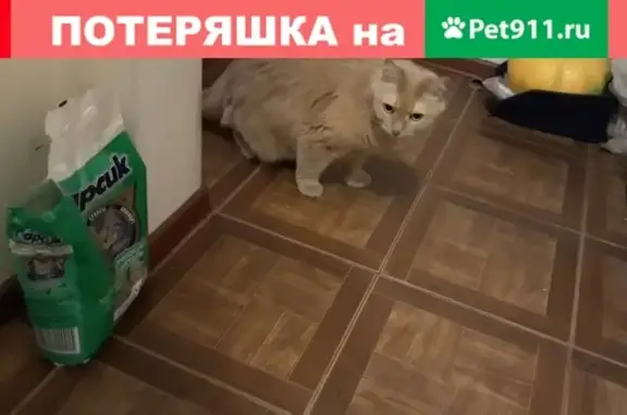 Найдена кошка в Фрязино, Горького 8