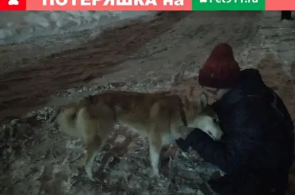 Собака найдена на Советской в Ижевске