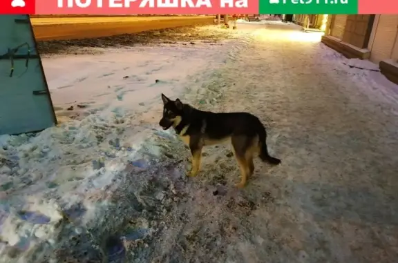 Собака на ул. Уральская, 110 в Перми.