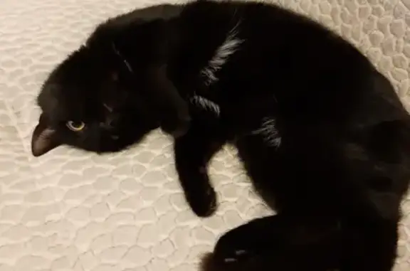 Найдена черная кошка с белыми пятнами на Южакова 3