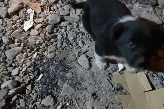 Собачка найдена в Чите!