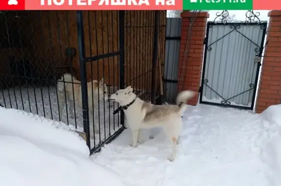 Найдена собака в Батурках, Киреевск: Лайка, девочка.
