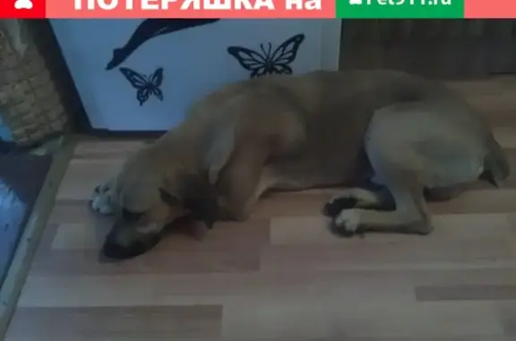 Собака Кабель найдена в Краснодаре на улице Лавочкина
