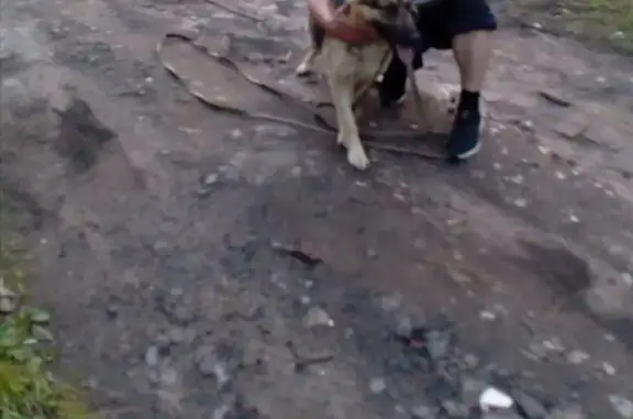 Пропала собака в Омутнинске: овчарка-сука Джесси на Станционной