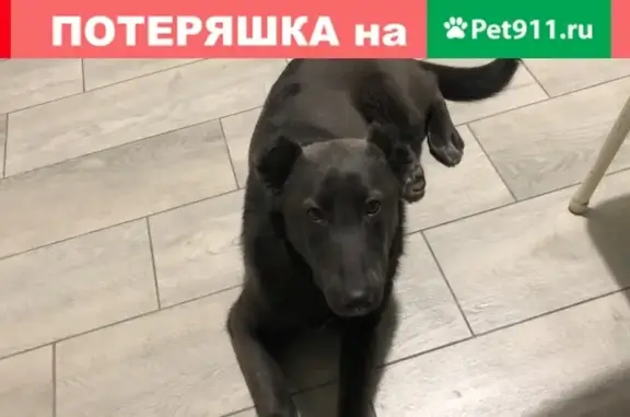 Найдена домашняя собака возле метро Южная