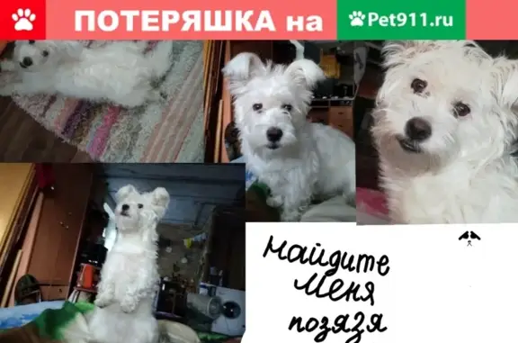 Пропала белая собака породы Вест хайленд уайт терьер в Дивногорске