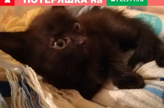 Найдена кошка в Томске