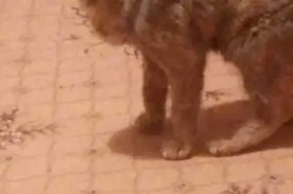Найдена кошка на Достоевского, нужен дом