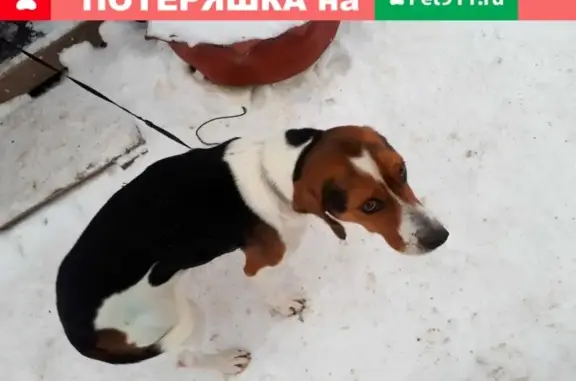 Найдена ласковая собака в Раменском районе