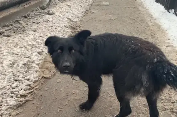 Собаки потеряшки, Тверь, фото: Потеряшка собака Чарли на Соминке, Тверь
