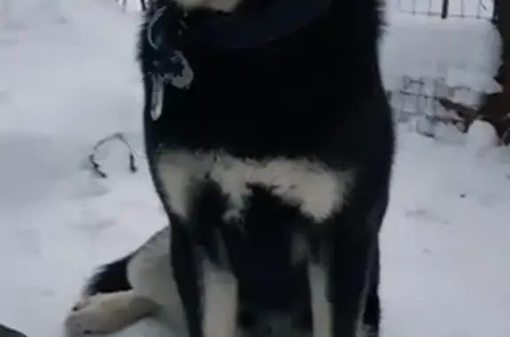 Найдена собака в деревне Голышкино, Московская область - нужна помощь!