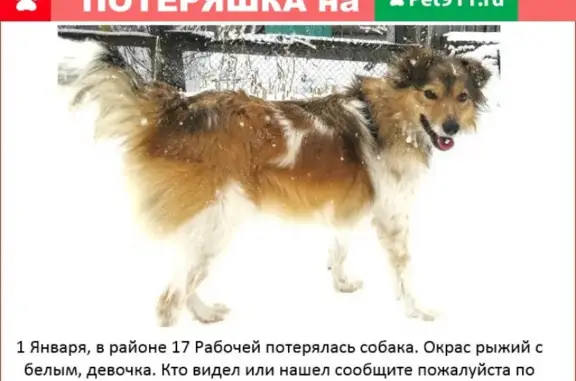 Пропала собака в Омске, район 17 Рабочей