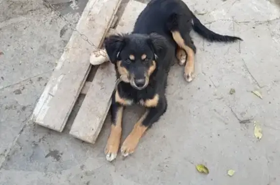 Пропала собака в Красном Сулине