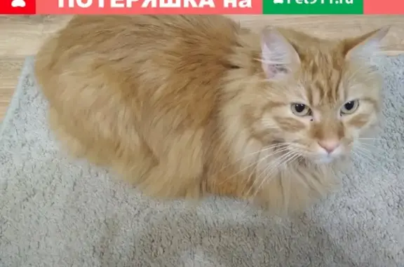 Пропала кошка в Кстовском районе, вознаграждение за информацию