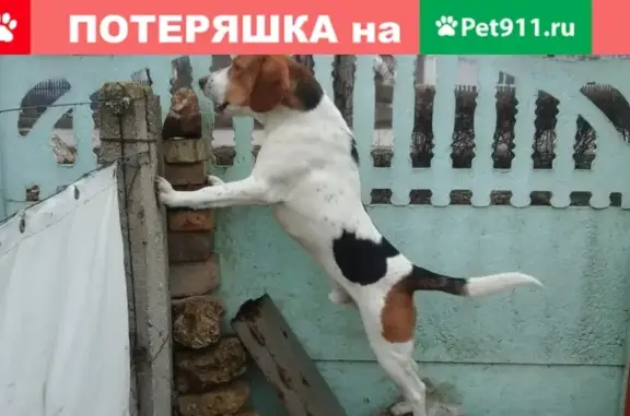 Пропала собака в Белогорском районе, вознаграждение.