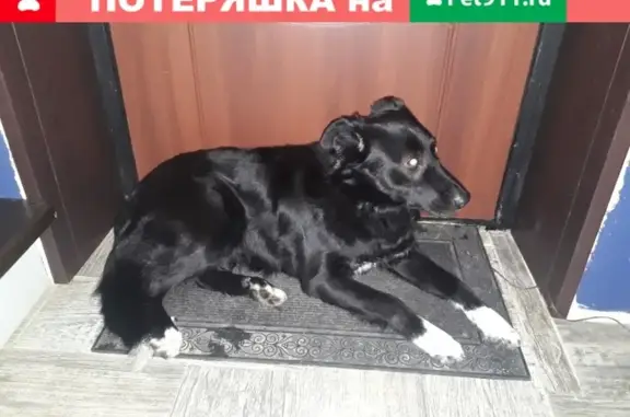 Найдена собака в Федоровском, Ленобласть!