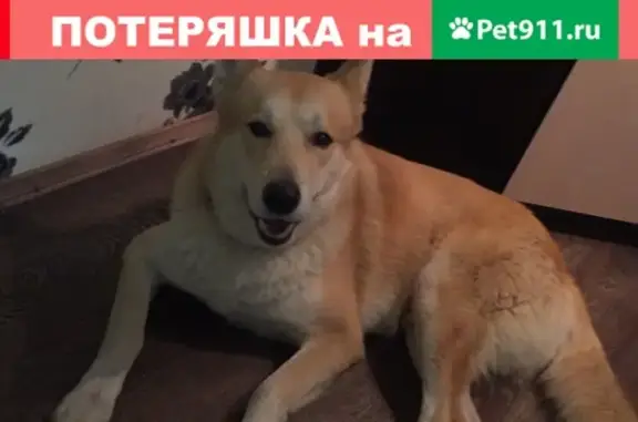 Найдена собака на Ибрагимова 11