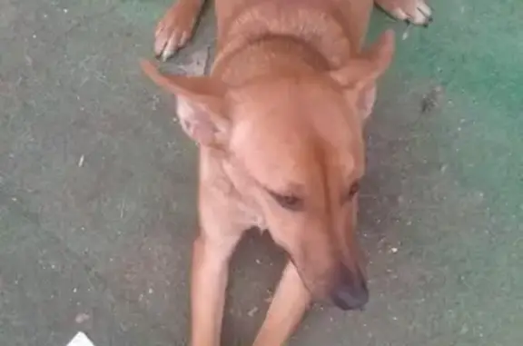 Найдена собака в Севастополе на площади Суворова