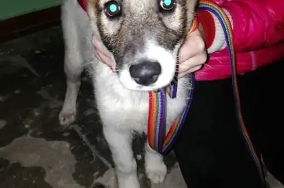 Найден щенок без ошейника на ул. Калинина, Краснодарский край