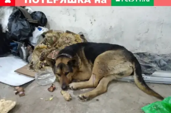 Найдена собака в Тейково, ищем хозяев!