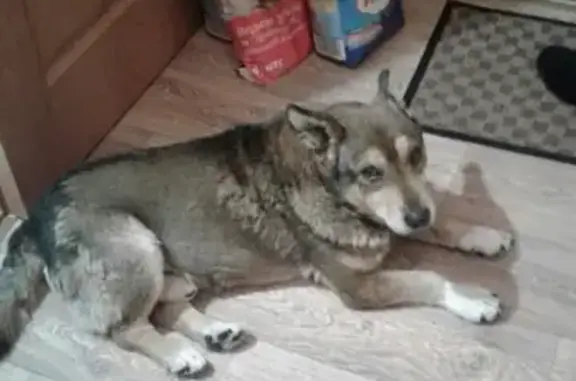 Пропала собака Барбос в Кумертау