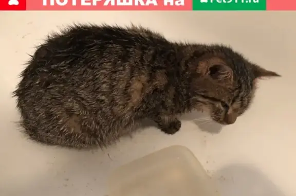 Найдена кошка на улице Ворошилова, Воронеж