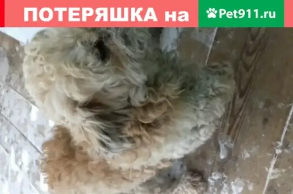 Найден домашний пёс в п. Кузнецовка, Иркутская область.