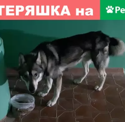 Найдена собака в Ноябрьске, район 